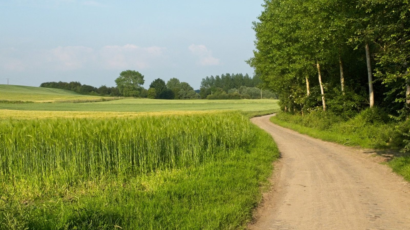 Polna droga biegnąca wzdłuż zielonego pola zboża i brzozowego zagajnika