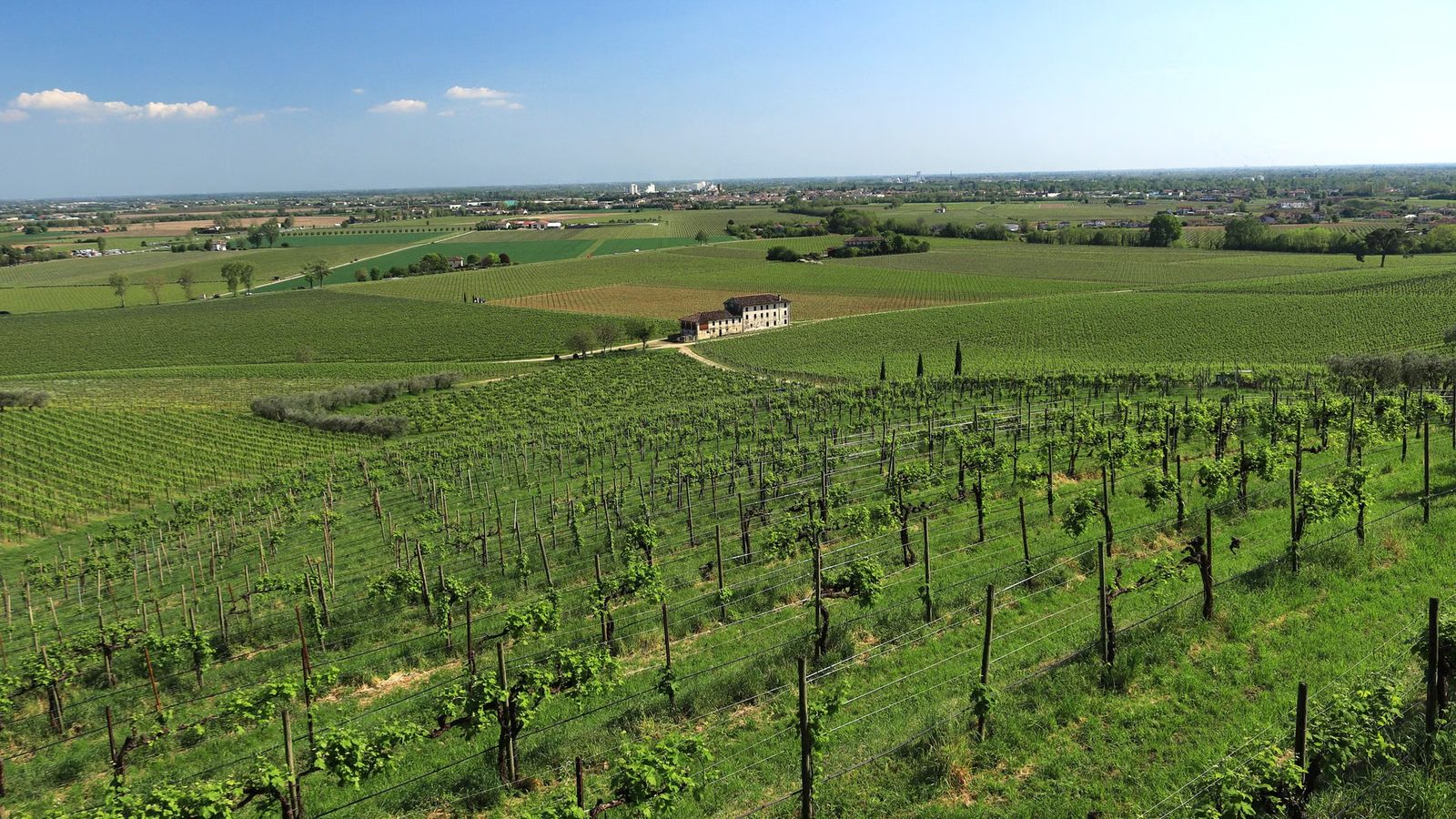 Rzędy winorośli w słoneczny dzień