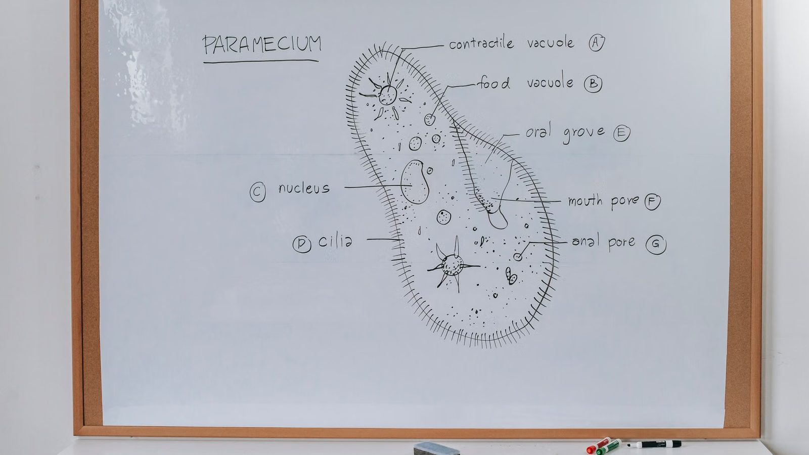 Schematy na tablicy podczas szkolenia technicznego
